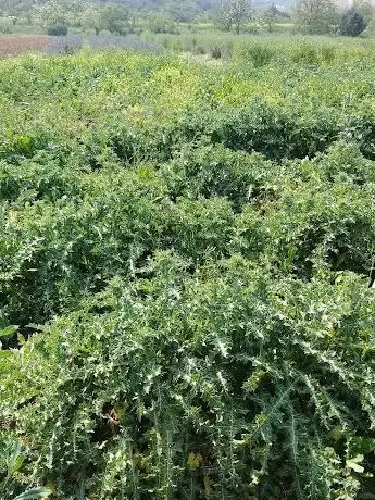 Photo de Green area