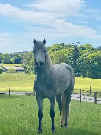 Photo de Narrow Water Equestrian Centre