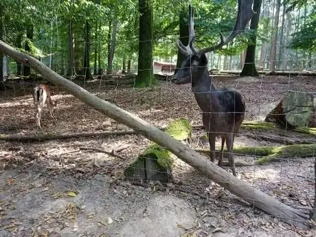 Photo de Damwildgehege Bergwald