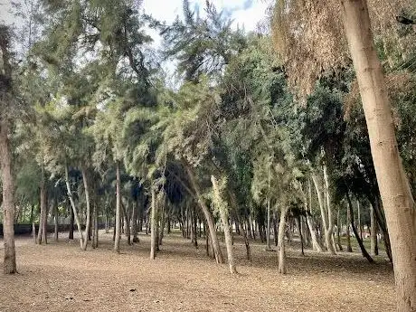 Photo de The Forest Garden - الغابة