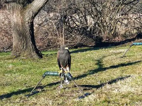 Photo de New England Falconry