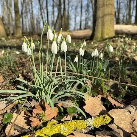 Photo de Dobříňský háj
