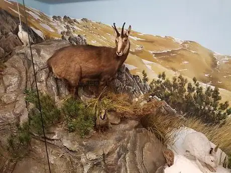 Photo de Museo Etnografico e Naturalistico Val Sanagra