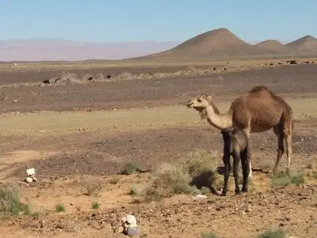 Photo de Sahara with locals