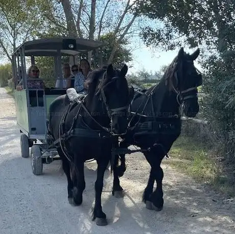 Photo de Les Balades de Mireille en Camargue à cheval ou en caleche