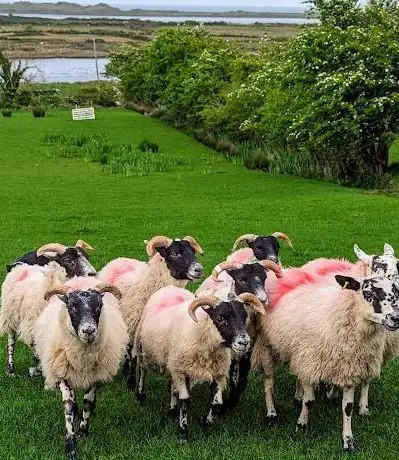 Photo de Atlantic Sheepdogs