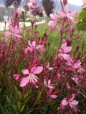 Photo de Mimtaz Yayan Parkı