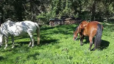 Photo de Ferme Equestre Boutonnet Alexandra