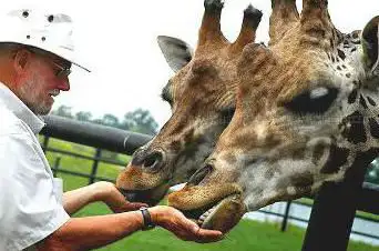 Photo of Safari Niagara