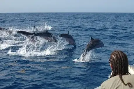 Photo de Shelltone Whale Project - Excursions Dauphins Baleines Cachalots Cétacés Guadeloupe