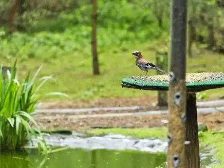 Photo de Wildlife Hide