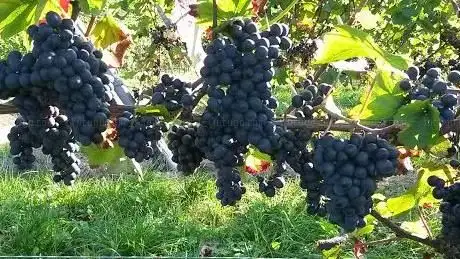 Photo de Weingut Georg Benz