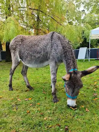 Photo de Asinerie Francilianes