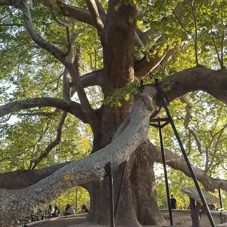 Photo de Inkaya historical plane tree 610 tree old
