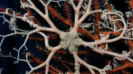 Photo de Luna Blu Diving Center - Castellammare del Golfo