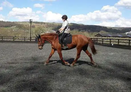 Photo de Ravenroyd Equestrian