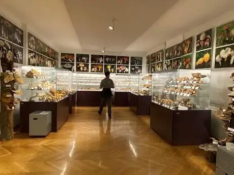 Photo de Mushroom Museum
