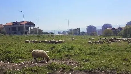 Photo de Mülkiye 150. Yıl Hatıra Ormanı