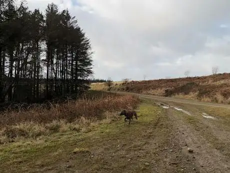 Photo de Craig Yr Aber Woods (Upper)