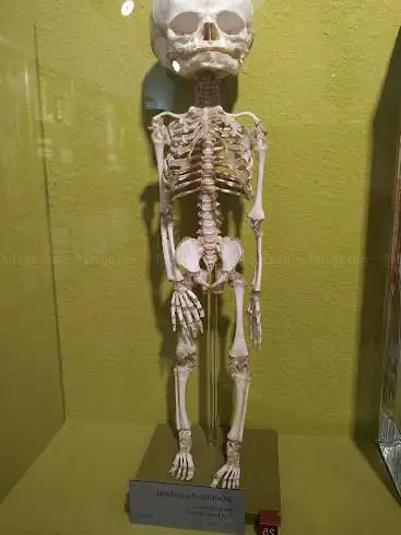 Foto de Anatomical Museum of the University of Basel