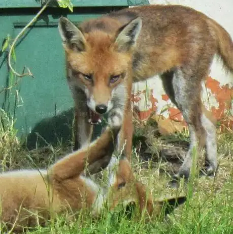 Photo de Wildlife Rescue & Ambulance Service (Enfield)