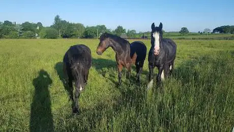 Ballyknock Riding School
