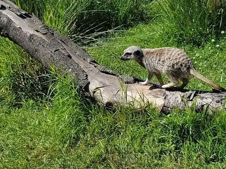 Photo of Haugaland Zoo